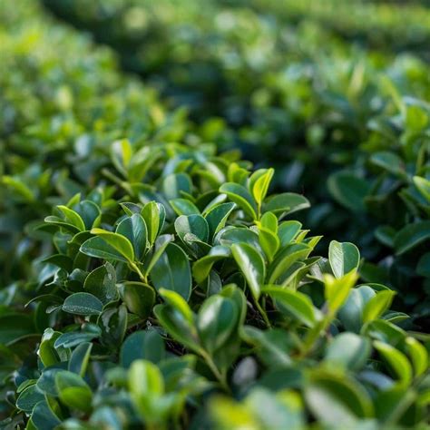 Best Hedge Trimmers for Maintaining Perfect Hedges: A 2024 Guide