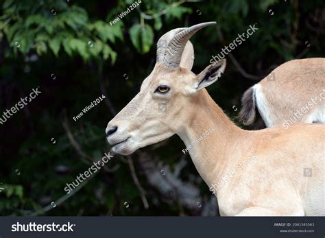 4,270 Female ram Stock Photos, Images & Photography | Shutterstock