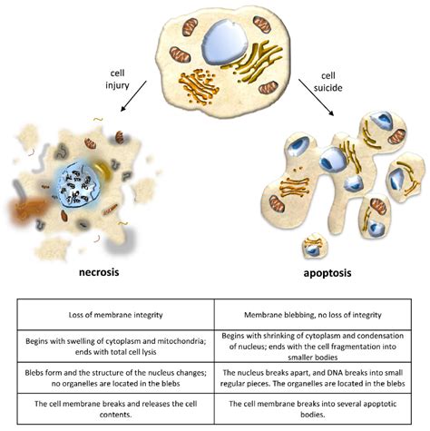 Cell Death in the Kidney
