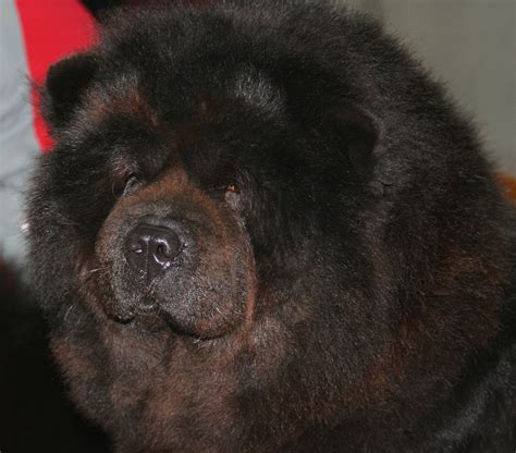 Chow Chow | Chow dog breed, Lab dogs, Dog breed selector