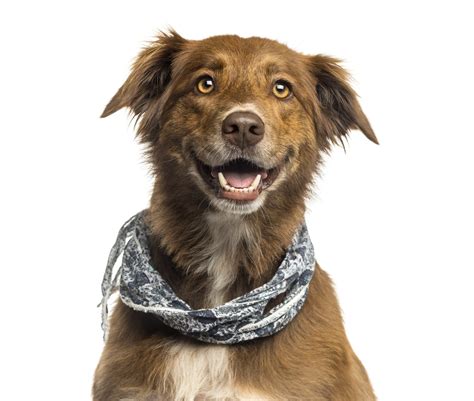 Australian Shepherd Chocolate Lab Mix Full Grown