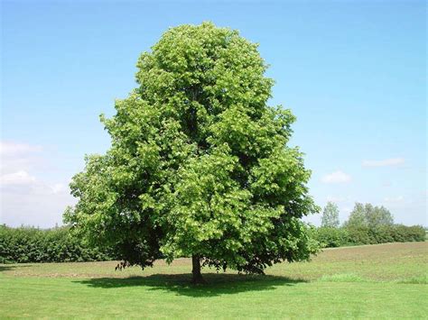 Little Leaf Linden Tree: The Ultimate Guide to Its Benefits, Care, and ...