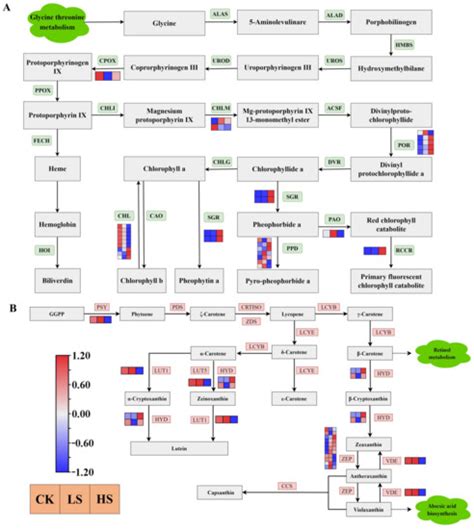 Comparative Transcriptomic and Metabolic Analyses Reveal the ...