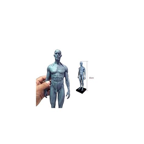 Buy 30CM Resin Human Anatomical Anatomy Skull Head Body Model Muscle ...