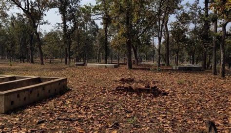 To Protect Cows, Chhattisgarh Govt Builds Sheds in Tiger Reserve ...