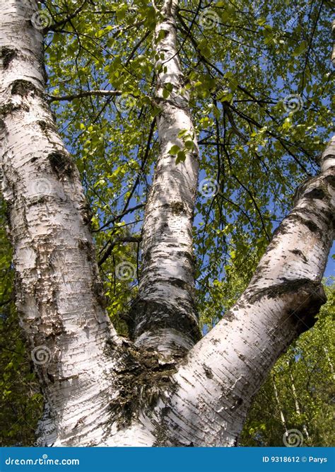 Best White Birch Trees at Jesse Lombard blog