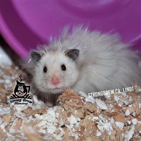 How Long Do Syrian Hamsters Live As Pets - Pet Spare