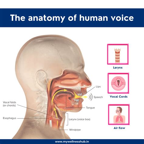 Vocal Cords Anatomy Body Basics Of Vocal Anatomy And Health | Musical