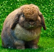 Image result for Beautiful Bunnies and Flowers