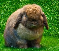Image result for Brown Baby Bunnies