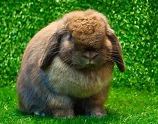 Image result for Famous Bunnies