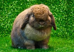 Image result for Little Stuffed Bunny