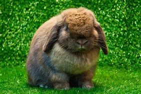 Image result for Fluffy Rabbit Breeds