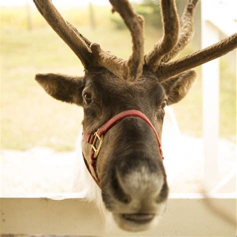 Hardy's Reindeer Ranch | Make It Champaign-Urbana