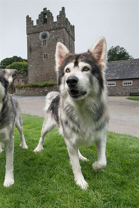 Game Of Thrones Direwolf