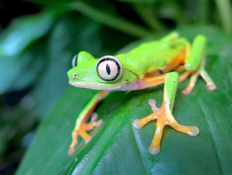 Endangered Frogs