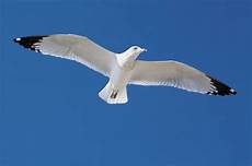 riassunto libro il gabbiano jonathan livingston 帰鳥伝説 連作詩 riassunto libro il gabbiano jonathan livingston 帰鳥伝説 連作詩