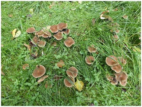 Čepičatka jehličnanová (Galerina marginata) - Bobův fotoblog