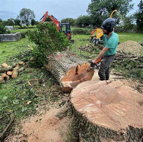 Image result for Felling a Large Tree
