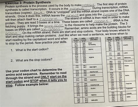 Exercise 3: Protein Synthesis Protein synthesis is the process used by ...