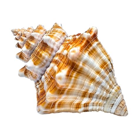 Image result for Empty Shell PNG