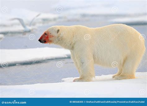Polar Bear, Dangerous Looking Beast on the Ice with Snow, Red Blood in ...