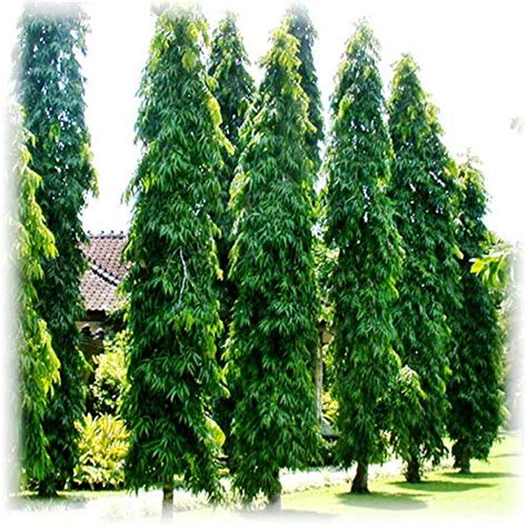 Plantazee Plant House Live Ashok Long Tree Plant, Saraca Asoca Plant ...