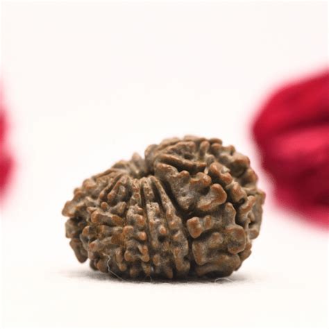 12 Mukhi Nepali Rudraksha - Regular – Adiyogi Rudraksh & Adiyogi Gemstones