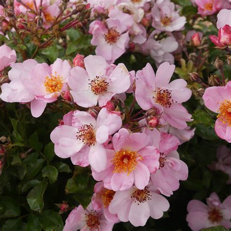 Sweet Haze | Ground Cover Rose | £15.75 – Eastcroft Roses