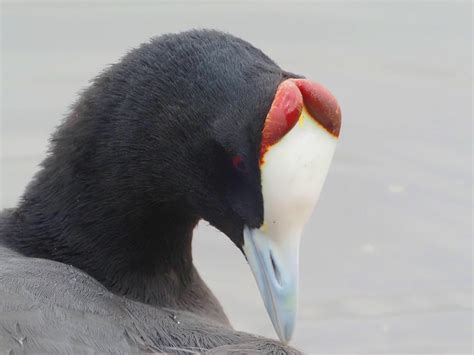 Birding with an E‑M10 Mark IV + Oly 100-400 : r/M43