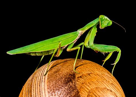 Free Images : wing, green, praying mantis, insect, close, fauna ...