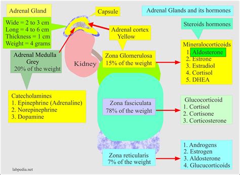 Hormone Produced By Zona Glomerulosa