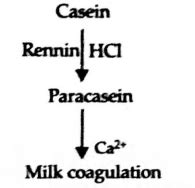 Which of the following is correct pairing of site of action and ...