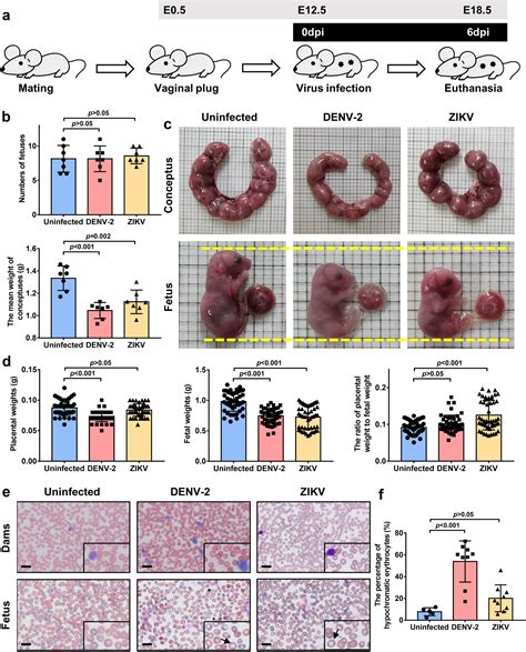 Neutrophil infiltration leads to fetal growth restriction by impairing ...