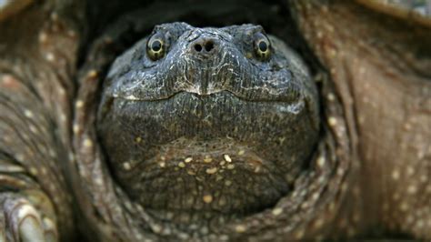 Snapping Turtle Front Face 的图像结果