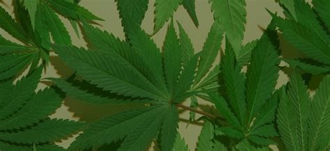 Image result for Hello Mood Promo Code