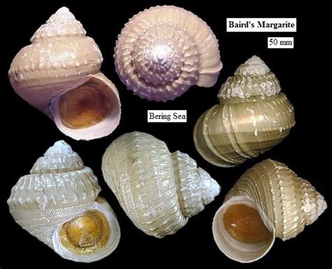 Image result for Shell Fossils Identification