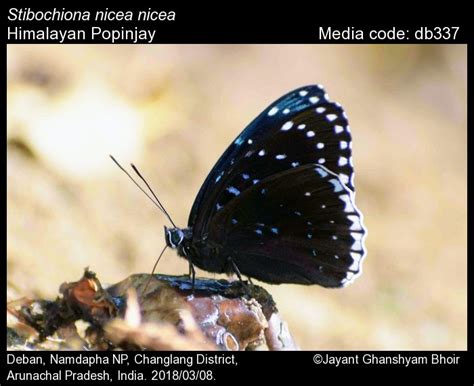 Stibochiona nicea | Butterfly