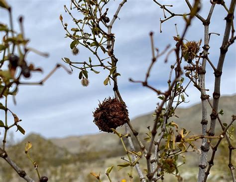 Weirdly Wonderful World of Galls, Santa Rosa & San Jacinto Mountains ...