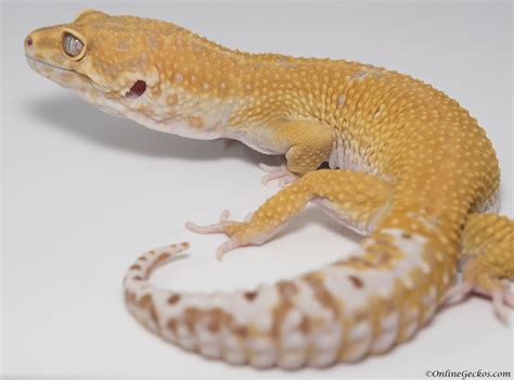 Should I get a male or female leopard gecko as pets? - OnlineGeckos.com Gecko Breeder