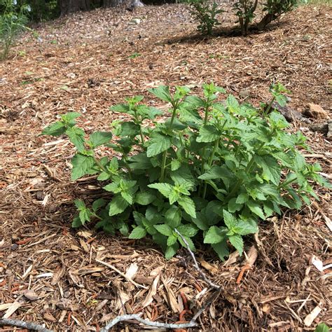 Lantana camara 'Miss Huff' (Lantana, Miss Huff Lantana) | North ...