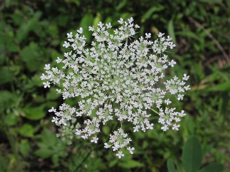 Wildflower: Queen Anne's Lace (Daucus carota), Mon River Trail