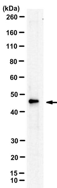 Anti-GPAT4 | ABS2239-100UL