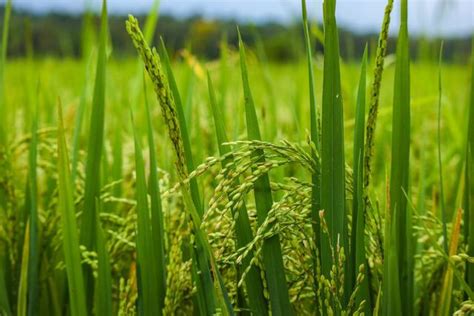 11 Paddy Diseases: Causes, Symptoms, and Control Guide | BigHaat