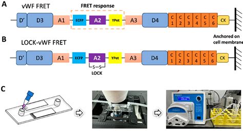 FRET Visualization of High Mechanosensation of von Willebrand Factor to ...