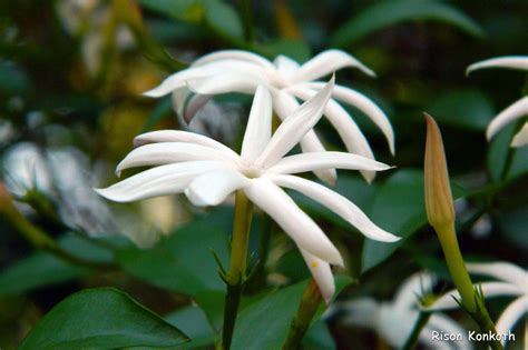 Creative Farmer Jasmine Plant (Royal Jasmine) Catalonian Creepers and ...