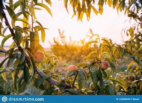 Peach Tree with Ripening Peaches in Spanish Rural Garden at Spri Stock ...