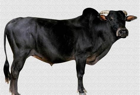 Indian Cow Breeds : Amrithadhara Goushala - Gouloka, Bajakudlu, Perla ...