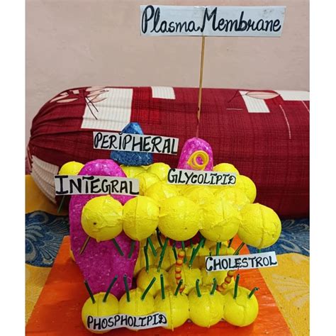 Plasma Membrane:The raincoat of the Cell 🔬 Here's an analogy comparing ...