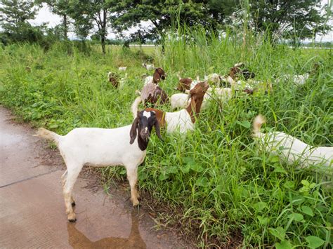 Can Goats Swim? Dealing with Goats in The Water - Goat Journal